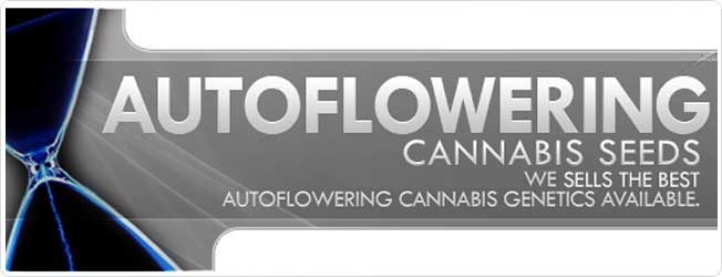 marijuana seeds low price